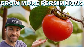 This Will Make Your Persimmon Tree Fruit Like Crazy [upl. by Zizaludba]