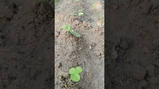 Gardening in gome  kitchen gardening farming vegitalefarming shorts plantcare [upl. by Lipski177]