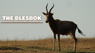 The Blesbok Bontebok  Everything you need to know about Blesbok [upl. by Doris]