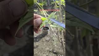 how to prune parijat harsingar plant so that it flowers quickly parijat harsingar [upl. by Tasha]