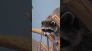 Raccoon Washing Its Food Adorable Behavior WashingFood CuteAnimals AnimalBehavior NatureVideos [upl. by Idnem]