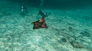 Eagle Ray at Reethi Beach [upl. by Hartfield354]