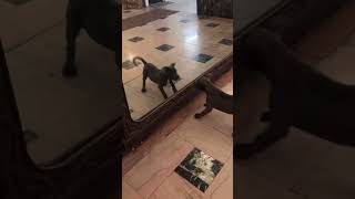 Puppy vs reflection dog pitbull puppy hiphop dmx rap mirror reflection [upl. by Saffier]