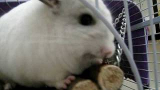 My chinchilla ding ding is playing on a swing [upl. by Thatch]