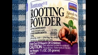 Powder rooting hormones how much to use African violets traduction française incluse [upl. by Geno]