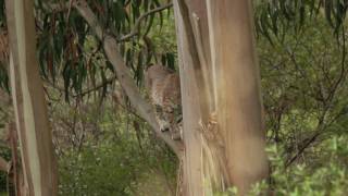 Two Bobcats Fighting in a Tree [upl. by Ennaharas]