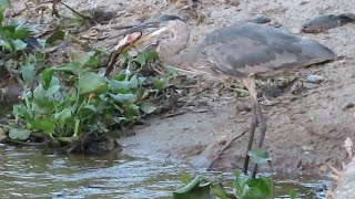 Great Blue Heron Eats Bullhead [upl. by Anika579]