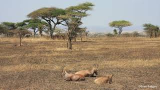 Tanzania  Safari  Serengeti National Park Day 7 [upl. by Llerol]