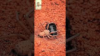 Spider hunting 🕸️ spider shorts trending youtubeshorts [upl. by Hollister]