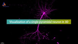 Vizualization of a single pyramidal neuron in 3D [upl. by Candice]