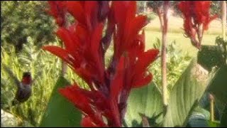 Storing the canna lilies [upl. by Eerdna456]