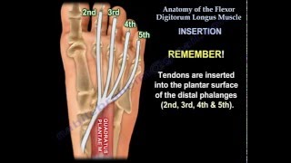 Anatomy Of The Flexor Digitorum Longus Muscle  Everything You Need To Know  Dr Nabil Ebraheim [upl. by Yhtac]