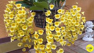 Dendrobium aggregatumlindleyi [upl. by Lorrie803]