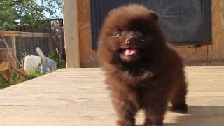 Chocolate male pomeranian sale [upl. by Atsira]