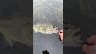 Tattooed greenback largemouthbass fishing jigging boatlife hookset [upl. by Leanora]