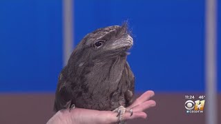 Wild Wednesday Tawny Frogmouth [upl. by Morganica]