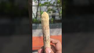 miswak for everyday life n salah prayer [upl. by Abrahamsen535]