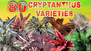 80 CRYPTANTHUS VARIETIES [upl. by Atalaya]