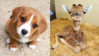 Funniest Animals 2024 😂 Best Funny Cats and Dogs 😻🐶 Part 27  Cute Baby Dogs [upl. by Martine]