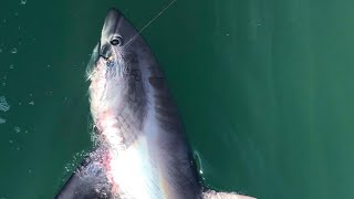 UK 🇬🇧 thresher shark fishing on small boat [upl. by Dlarej]