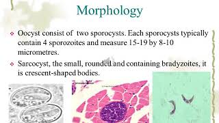 Sarcocystis species [upl. by Dinsmore]