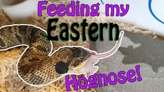 My Eastern Hognose Snake Eats a Mouse [upl. by Panther]