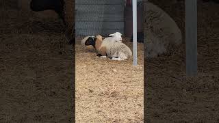 Extraordinarily relaxed goats and sheep enjoying time in the barn [upl. by Orianna]