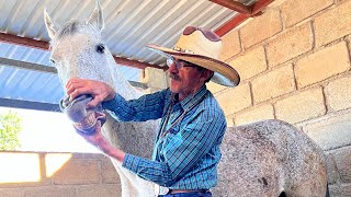 COMO SABER LA EDAD DE LOS CABALLOS POR MEDIO DE LOS DIENTES martinloza parientesdelrancho [upl. by Haridan]