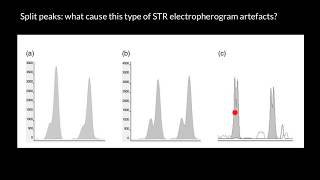 Split peaks  what cause this type of electropherogram artefacts [upl. by Dnama]