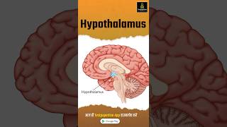 Hypothalamus  Anatomy  Structure  Function  preview hypothalamus anatomy testpaperlive [upl. by Eyaj]