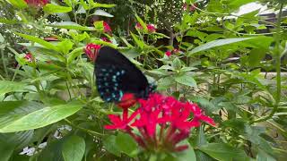 HAPPY TO RELEASE A NEW GENERATION OF ATALA BUTTERFLIES [upl. by Aurlie]