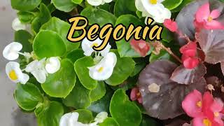 How to Grow and Care Begonia Plant  Begonia Plant ki care kaise karein Garden  FlowersPlant Care [upl. by Huttan957]