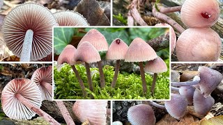 Großer Bluthelmling essbar Verwechslung  Bluthelmling Mycena haematopus [upl. by Tyrus]