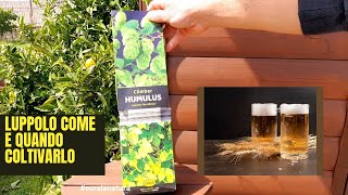 luppolo Come Piantare e Coltivare Il LUPPOLO Prima Parte humulus [upl. by Adanama]