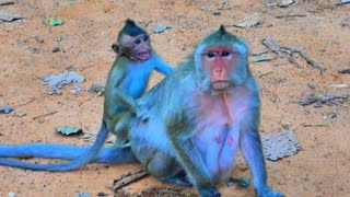 Bad behavior of a small baby when demanding milk Primate Monkey [upl. by Ralyat]