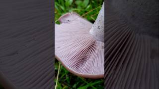 Oregon coast wood blewits are back fungi mycology mushrooms foraging [upl. by Janek]