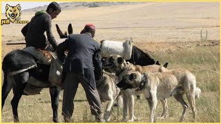 Livestock Guardian Dog Origin [upl. by Eltsirc]