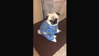 Little starbing Pug in a Onesie [upl. by Joellen221]