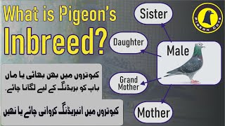 Pigeons Inbreeding  Pigeon Cross Breeding  Pigeon Cote  Waleed Alam [upl. by Arvin]