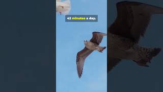 The Amazing Sleep Habits of Albatrosses shorts animalfacts [upl. by Assirehs102]