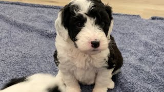 Mini Sheepadoodles Puppy Live Luna x Goldman Litter [upl. by Eciryt]