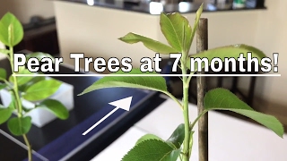 How To Grow Pear Trees From Seed Day 209 [upl. by Akerdnuhs]