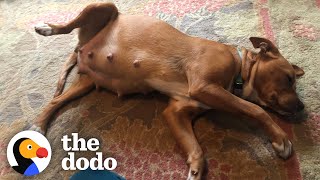 Pregnant Mama Dog Has 9 Puppies On Womans Couch  The Dodo [upl. by Llerdna]