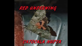 Red underwing [upl. by Eelyma]