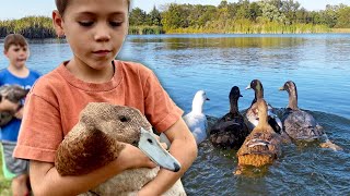 Can we keep our ducks SAFE on the pond One year after a PREDATOR attack [upl. by Atteirneh653]