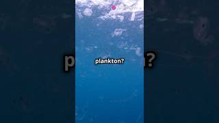 The Secret Life of Plankton  ai facts plankton [upl. by Neleag474]