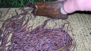 Easiest way to catch worms for fishing  SERIOUSLY [upl. by Eelah]