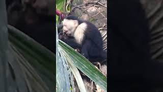 Whiteheaded Capuchin Cebus capucinus [upl. by Aisinut]