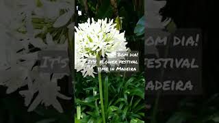 Flowers Blooming  Madeira Flower Festival [upl. by Eilatam257]