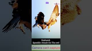 Goshawk speedily attack on the owl  camera cant capture fyp [upl. by Atoiganap]